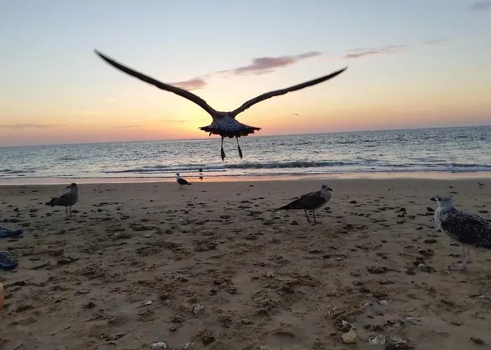 Apartamento La Gaviota